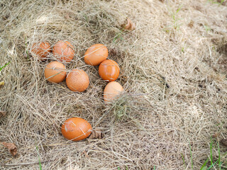 Eggs on dry grass. farmers raise chickens naturally. flat lay or top view with copy space. raw food for health concept.