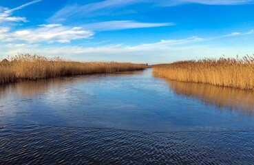 reed near the riverside with clouds on a blue sky