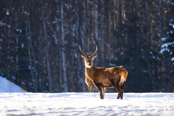 Red deer in winter forest looking to camera. wildlife, Protection of Nature. Cervus elaphus in cold winter day