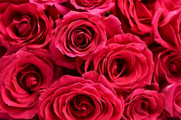 Obraz premium Pink roses background, close-up. Beautiful red rose bouquet