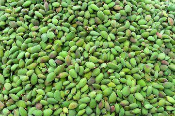 Almond, fruit, green vegetable, fruit, fresh, food
