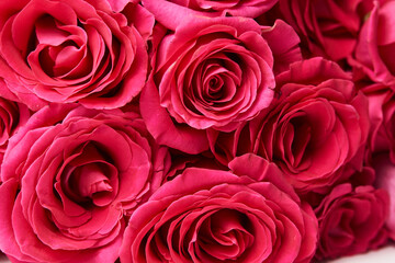 Pink roses background, close-up. Beautiful red rose bouquet