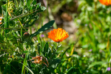 Calendula flower in the garden.