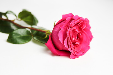 Fototapeta premium Pink rose on white background with copy space.