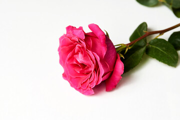 Fototapeta premium Pink rose on white background with copy space.