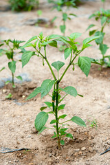 풋고추가 달린 고추 줄기