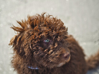 A dog with a beautiful eyes is in the beach with a sunny day. 