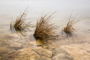 Reeds in Wetlands