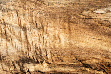 Closeup photography of the tree bark surface.Unusual texture,horizontal photography.Copy space for text or design.