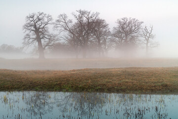 Foggy morning in the park. 
