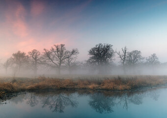 Foggy morning in the park. 