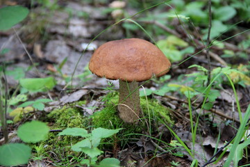 mushroom in the forest