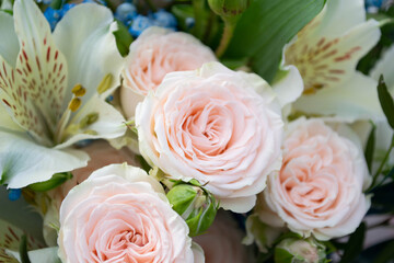 Beautiful delicate fragrant scarlet rose 