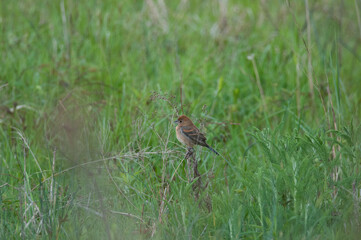 Blue Grosbeak female in a field