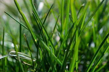 Spring green