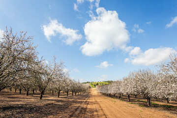 The flowering almond trees. Israel