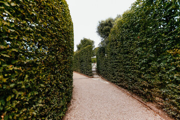 High green bushes walls around the foot path in the park