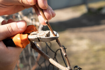 the gardener is engaged in spring pruning of grapes with pruning shear closeup