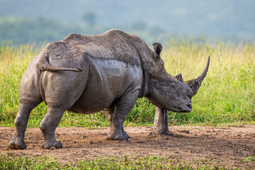 Rhino in the afternoon sun near a rubbing post