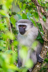 Vervet monkey sitting in a tree, scouting for predators