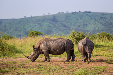 Obraz premium Southern White Rhino mother and calf resting near a waterhole