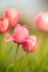 Pinke Tulpe