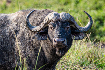 Naklejka premium African buffalo using mud to keep cool and offer protection against biting insects