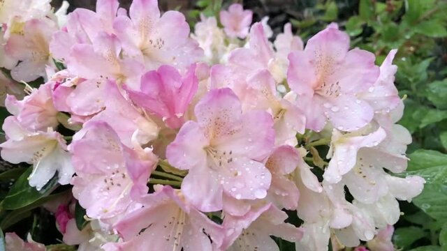 Pink and white flowers of Rhododendron