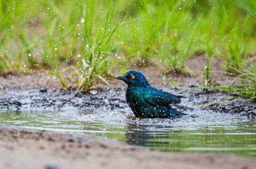 Glossy starling bathing in a puddle after a rainstorm