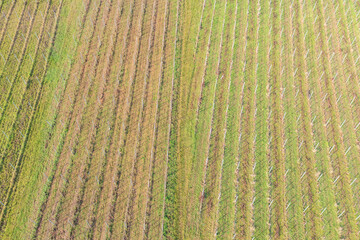 Top view of vineyards near Rudesheim / Germany in the Rheingau in spring 