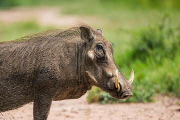 Warthog walking through the green grass of the African savannah