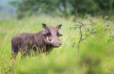 Warthog walking through the green grass of the African savannah