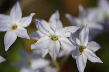 Obraz premium にらの花