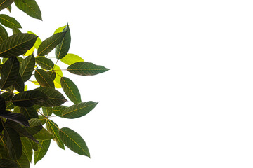 Light and dark leaves on a white background.