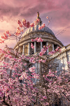 Fototapeta The iconic St. Pauls cathedrale in London, United Kingdom, with colorful cherry blossoms in front during sunset time