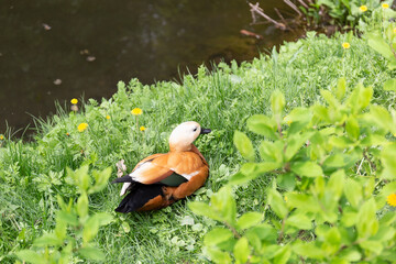 A duck sits on the shore of a pond in a thicket of green grass