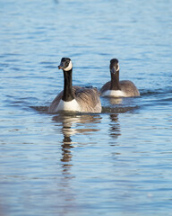 Canada Geese swimming on a pond.