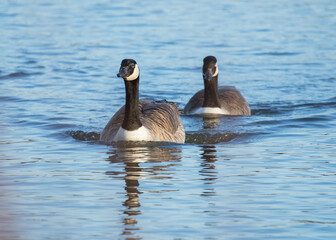 Canada Geese swimming on a pond.
