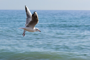 Fototapeta na wymiar The seagull rushes rapidly over the surface of the sea