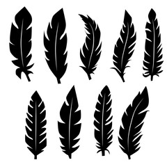 Collection of feather illustration, drawing, engraving, ink line art