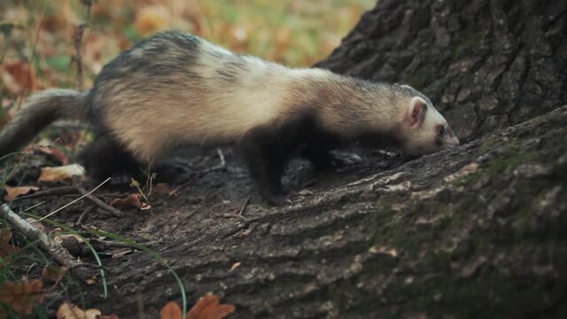 Black-footed Ferret. Funny video wild long fluffy animal in forest. Background tree green grass fallen yellow leaves, black tree. Gray fur. Adult Lone Running in autumn nature