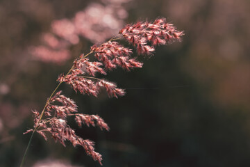 Beautiful pink grass flower in the field with sunset, Nature soft light blur filter and vintage tone, Selective focus.