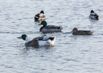 Fototapeta premium Half Breed ducks, half Mallard, swimming on a pond.