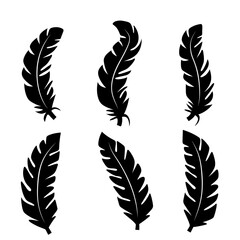 Obraz premium Collection of feather illustration, drawing, engraving, ink line art