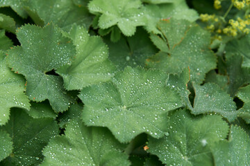 Alchemilla mollis: the leaves of lady's mantle after a rain with water droplets spring out in the garden. Ground cover plant or leaves.
