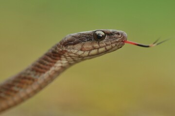 close up of a snake