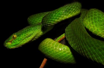 Green Viper snake on a branch