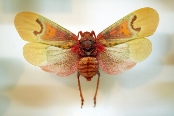 Collection of exotic insects. Entomology. 