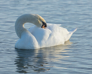 Obraz premium Portrait of a Mute Sawn. A large white bird swimming on a pond.