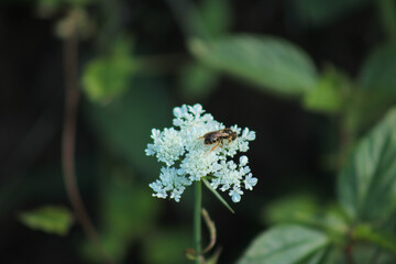 natural white cnidium monnieri flower honey bee photo